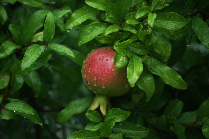 IMGP3409_.jpg