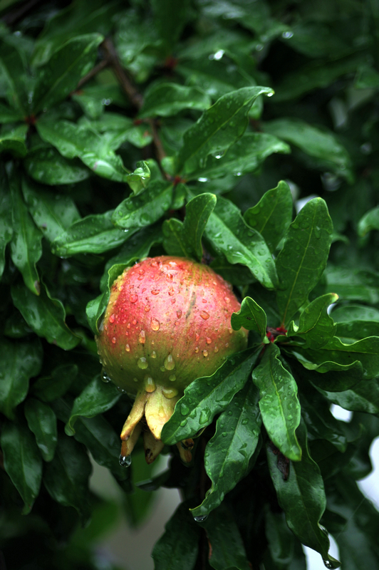 IMGP3416_.jpg