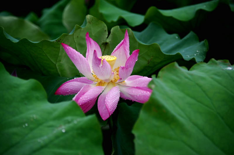IMGP3286_.jpg