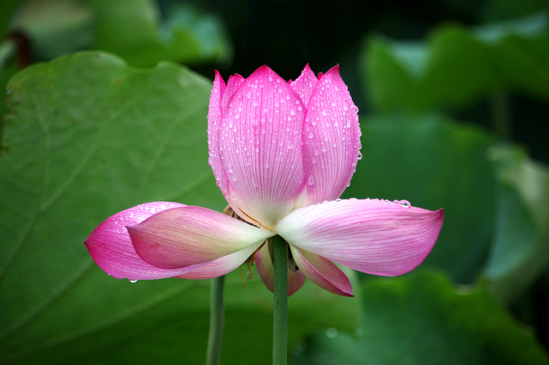 IMGP3306_.jpg